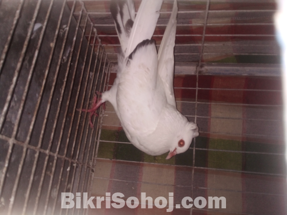 নিউ এডাল্ট নর